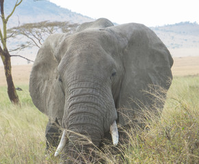 Elephant grazing on dry grass land