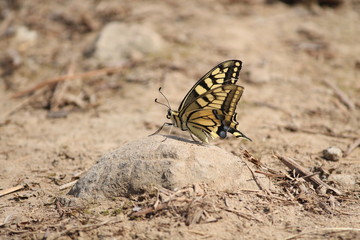 swallowtail