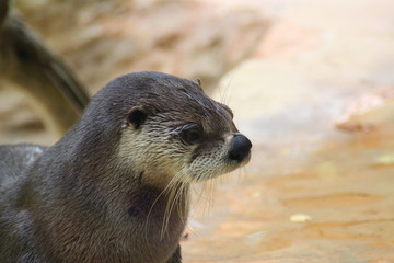 Loutre
