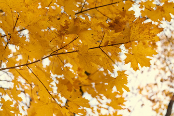 Yellow maple leaves in the fall on a blue sky background