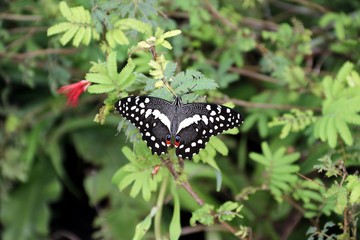 Nice black Butterfly