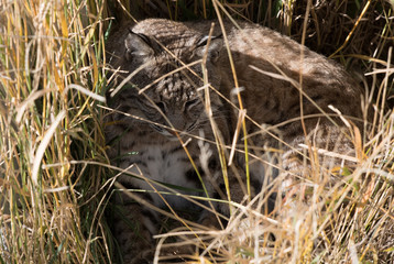A Bobcat Resting in the Tall Grass