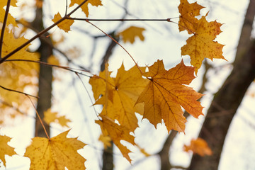 Yellow maple leaves in the fall on a blue sky background