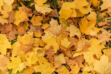 Yellow maple leaves in the fall on a blue sky background