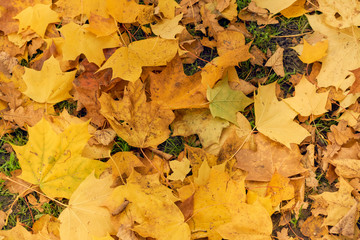 Naklejka na ściany i meble Yellow maple leaves in the fall on a blue sky background