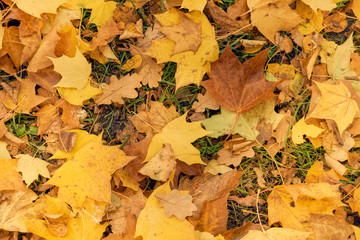 Yellow maple leaves in the fall on a blue sky background