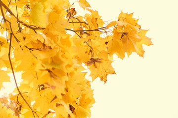 Yellow maple leaves in the fall on a blue sky background