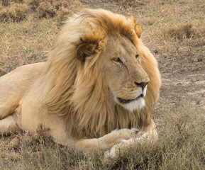 Obraz na płótnie Canvas Close up of a male lion in a morning sun