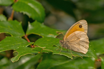 Großes Ochsenauge (Maniola jurtina)