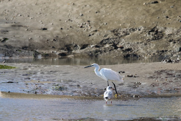 Great egret and seagull walking along the rivers in mud flats at low sea tide