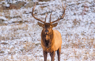 Male Bull Elk During the Autumn Rut in Colorado - Rocky Mountain National Park