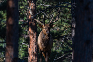 Male Bull Elk During the Autumn Rut in Colorado - Rocky Mountain National Park