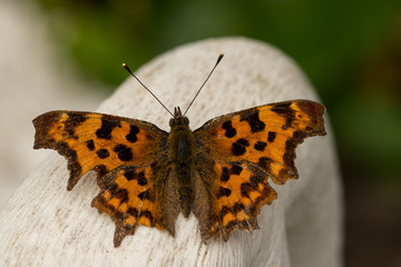 C-Falter (Polygonia c-album)