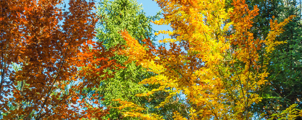 Autumn clear day in autumn forest. A bright color palette in the autumn forest.