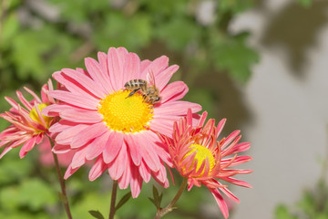 Obraz premium Rosa Chrysanthemen im Herbstlicht