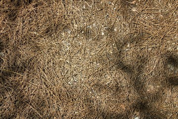 Great background texture of old red fir needles