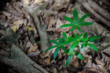 The trees newly born