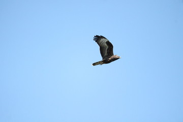 honey buzzard