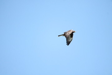 honey buzzard