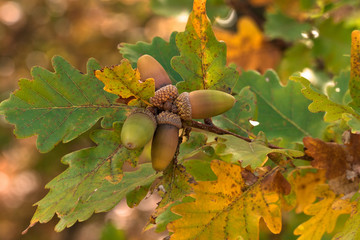 Brown acorns on autumn oak tree / Colorful oak branch with acorns in autumn sunny day 