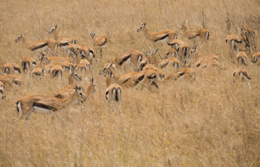Herd of Thompson's Gazelles in dry grass