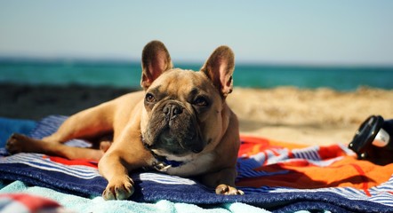 Happy French bulldog on the sea beach