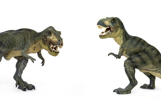 Fototapeta Shooting Hunt and Roaring of Tyrannosaurus (T-rex) Dinosaur isolated on white background.