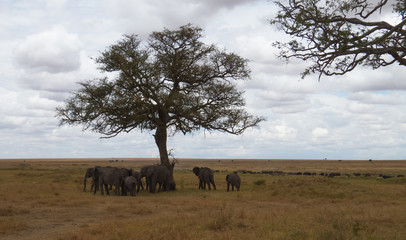 Elephant herd resting under tree and at far cape buffaloes herd grazing