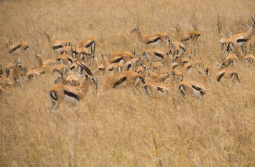 Herd of Thompson's Gazelles in dry grass