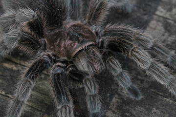 grammostola rosea