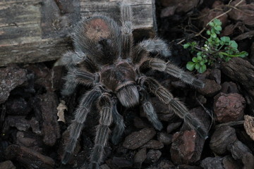 grammostola rosea