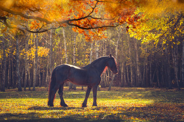 Big black Friesian horse in the autumn forest among the yellow trees