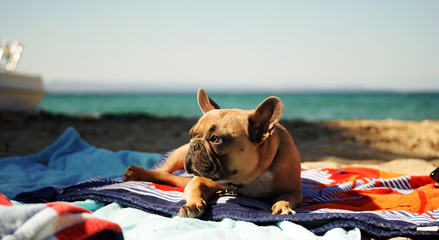 French bulldog on a beach and looking at the sea