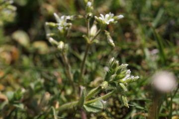Obraz premium wild flower