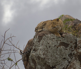 Vigilance Leopard looking around from Kopje top