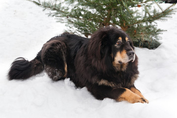 Bitch dog breed Tibetan Mastiff lyinng  on the snow near the spruce
