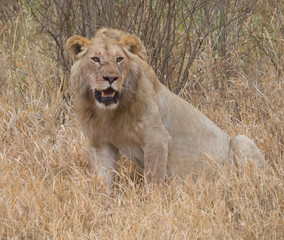Obraz na płótnie Canvas A young lion of Serengeti watching curiously