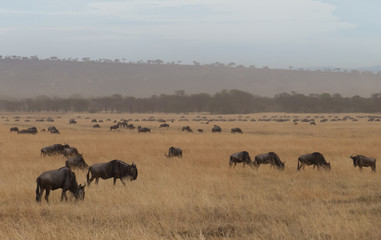 The great Migration of wilderbeast