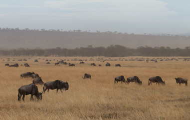 The great Migration of wilderbeast