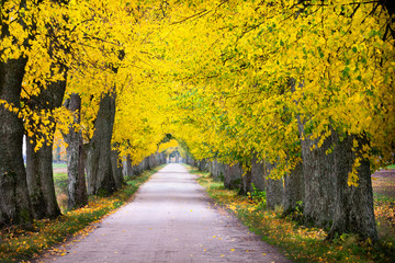 Countryside road among the trees in autumn. Masuria, Poland.