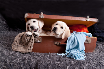 Two labrador puppy in an old vintage suitcase