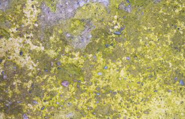 Green mold on gray concrete for the background.
