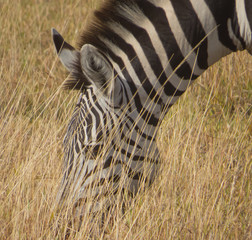 Zebra keeping an eye on surrounding while eating
