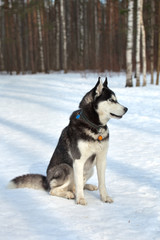 Dog breed Siberian Husky sitting in the snow