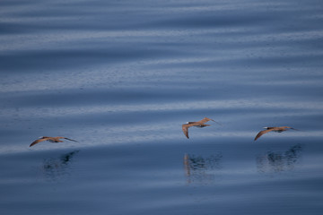 Brown Boobies skim the ocean