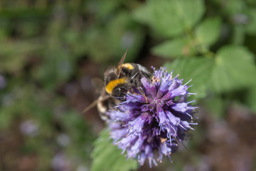 Hummel trinkt Nektar an koreanischer Minze
