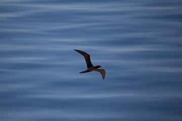 Brown Boobie in Flight