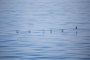 Brown Boobies skim the ocean