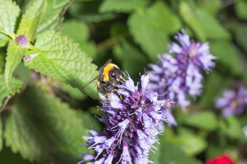 Hummel trinkt Nektar an koreanischer Minze
