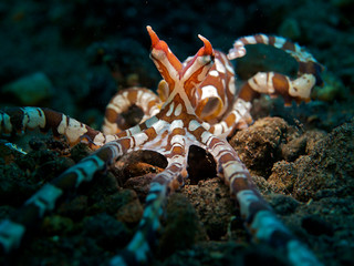 Wunderpus octopus